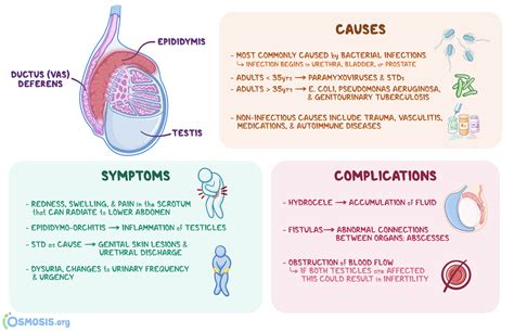 twisted epididymis signs and symptoms